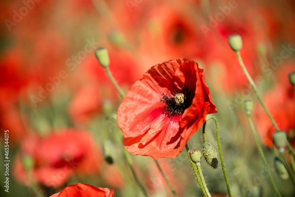 Fototapeta One poppy in field