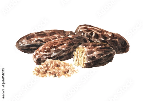 Obraz Fragrant aroma tonka beans, Watercolor hand drawn illustration isolated on white background