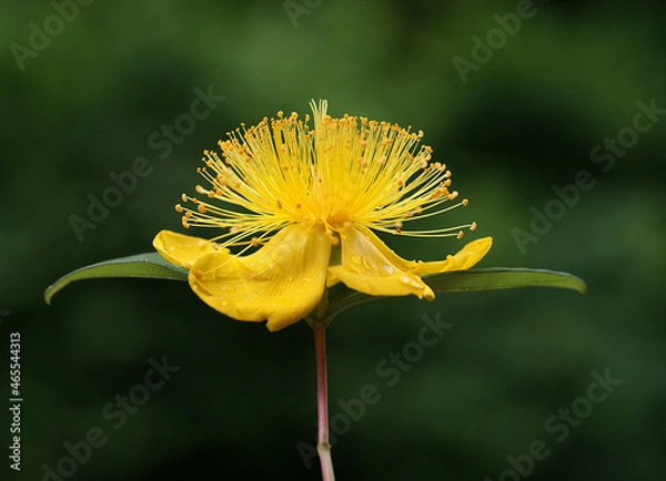 Fototapeta Beauty of the color yellow is of course undeniable, so the yellow on a flower is of course equally flawless.