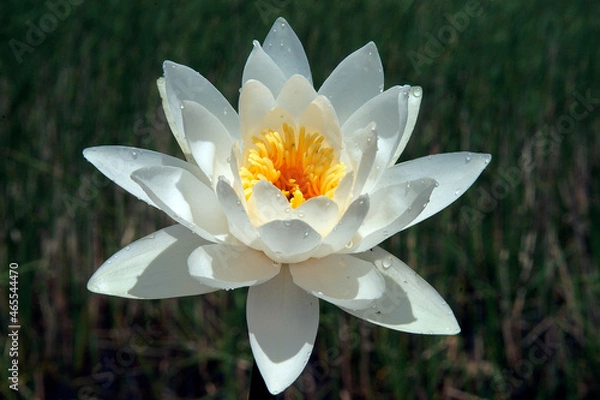 Fototapeta Pink water lily (Nymphaea Peach glow) with blurred background e, can be used as a greeting card