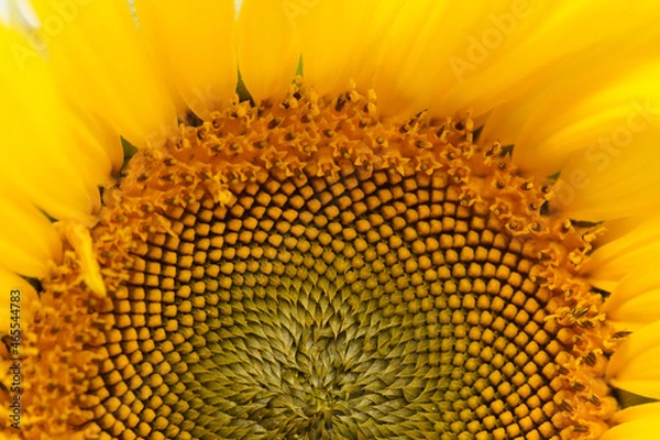 Fototapeta Beauty of the color yellow is of course undeniable, so the yellow on a sunflower is of course equally flawless.