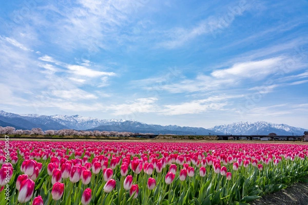 Fototapeta チューリップ、桜、菜の花、残雪の雪山が織りなす「春の四重奏」で知られる舟川べりの桜並木