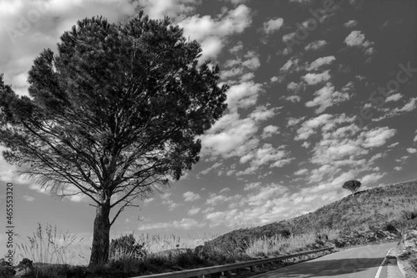 Fototapeta Albero BW