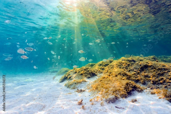 Obraz (Selective focus) Underwater photo, stunning view of the marine life with some rocks and fish swimming in a turquoise water hit by some sun rays. Sardinia, Italy.