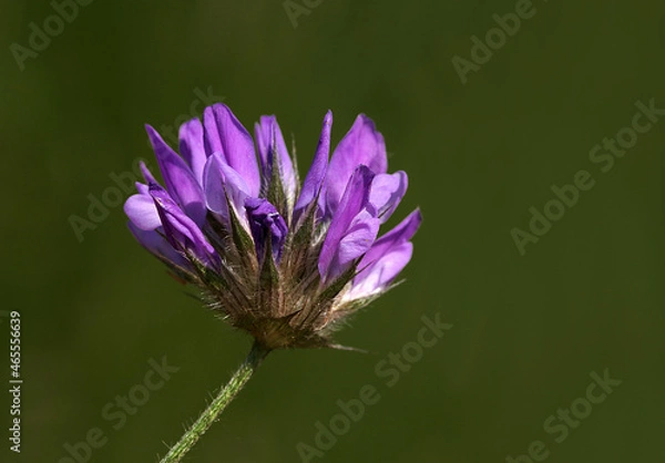 Fototapeta Wallper Flowers of purple colored poppies bloom in a wild field. Beautiful field of poppies with selective focus. colorful purple poppies in soft light. Poppy seeds. Natural drugs. Glad