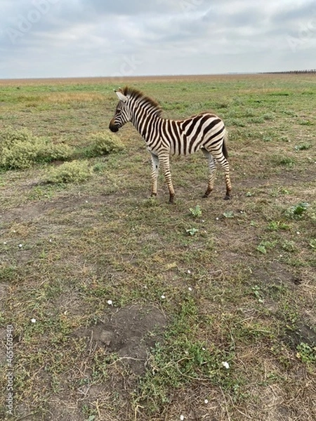Obraz Zebra
