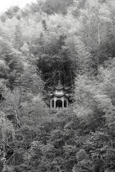 Obraz surrounded by bamboo forest