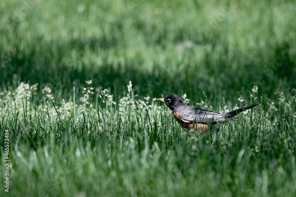 Obraz Robin feeding in the springtime grass