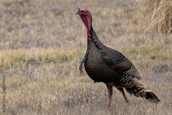 Obraz Wild turkey struts in a dry grass New Mexico field in Wester United States