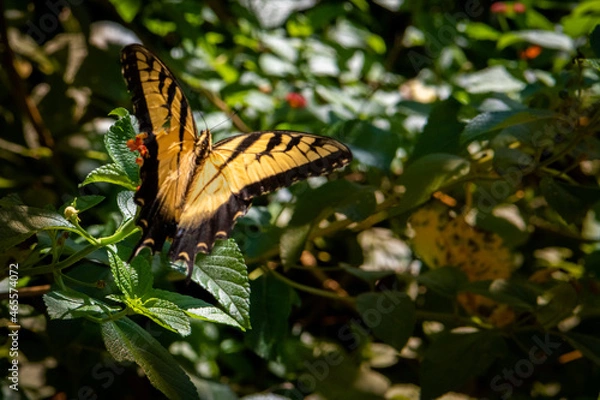 Obraz Butterfly In a flowering bush