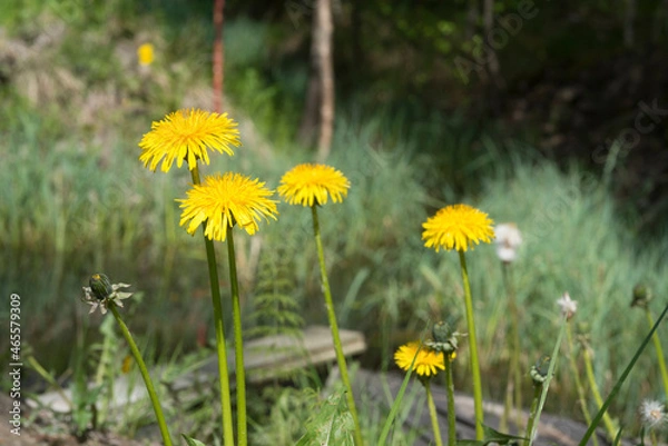 Obraz a few dandelions close-up against the background of a small river groove, shallow depth of field close-up