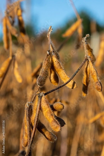 Obraz Soybeans pod macro. Harvest of soy beans - agriculture legumes plant. Soybean field - dry soyas pods