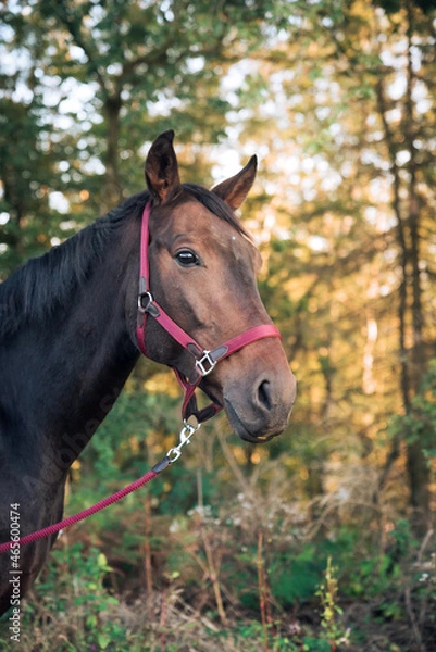 Fototapeta Pferd beim Spaziergang in herbstlicher Stimmung