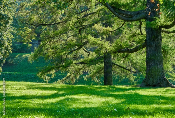 Obraz large branches of larch in the park on a sunny day