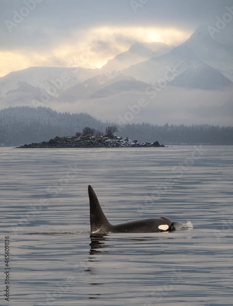 Fototapeta orca in the sea