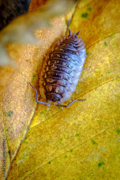 Fototapeta Pill Bug Armadillidiidae