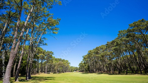 Obraz trees in the park