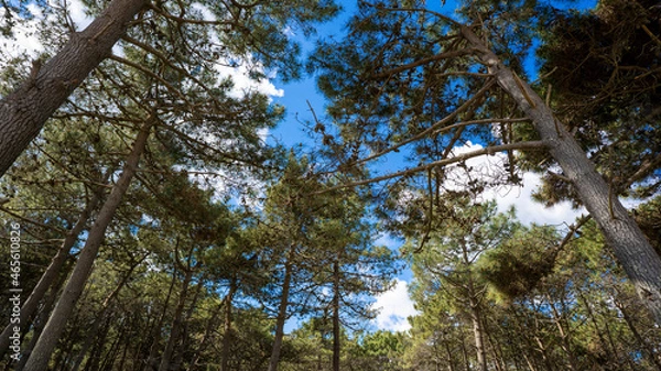 Obraz trees in the forest