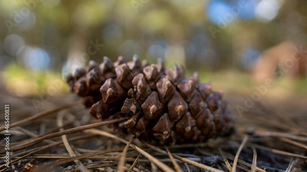 Obraz pine cone in the forest