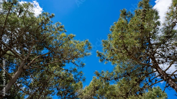 Obraz trees in the sky