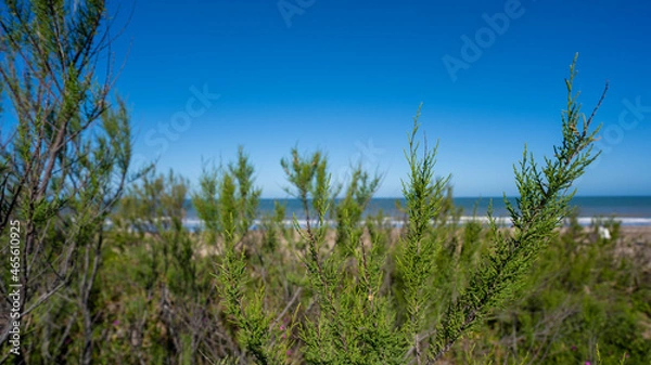 Obraz grass on the beach