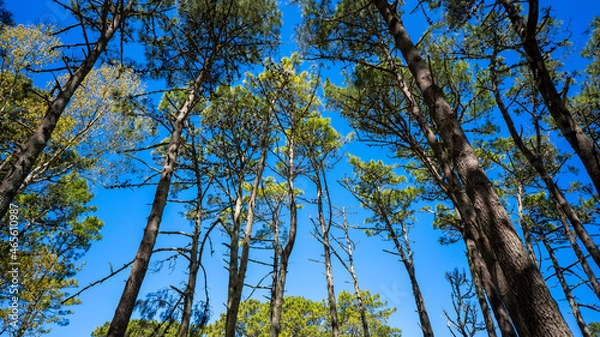 Obraz tree in the sky