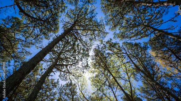 Obraz branches against sky