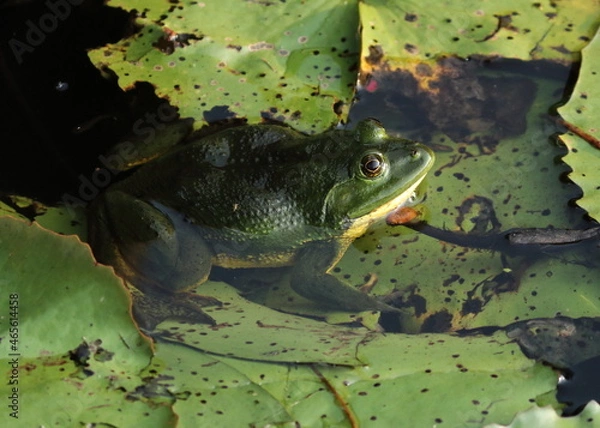 Obraz frog in the pond