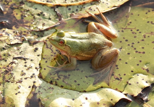 Obraz frog on a lotus leaf
