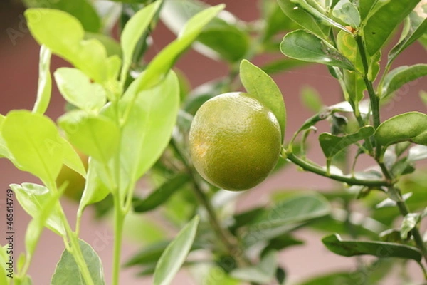 Obraz green  calamansi on tree