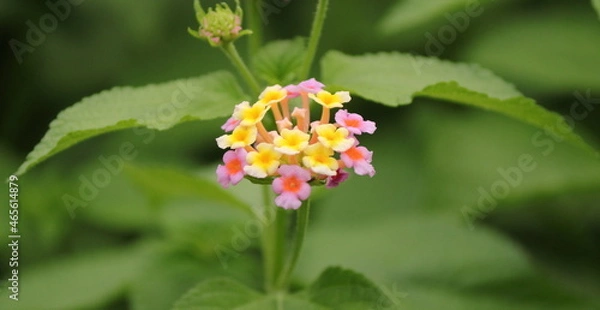 Obraz Lantana Flowers