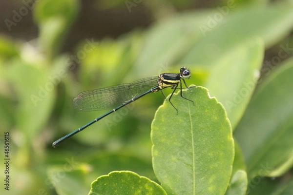 Obraz dragonfly on a leaf