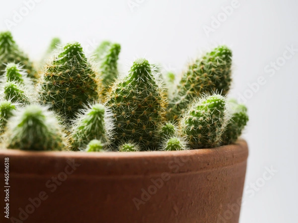 Obraz Cactus en pot
