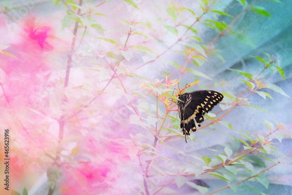 Fototapeta Butterfly Daze