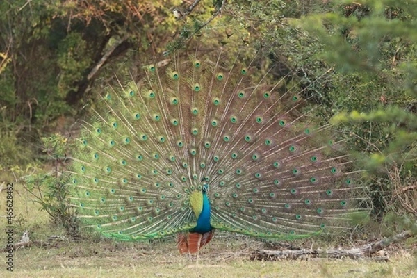 Obraz peacock with feathers out