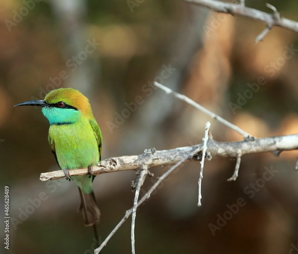 Obraz Green bee eater on branch