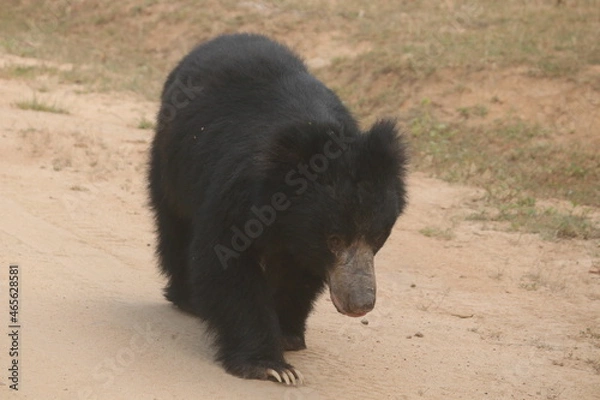 Obraz Sloth Bear in the Wild