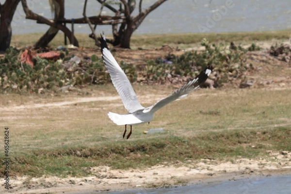 Obraz seagull in flight