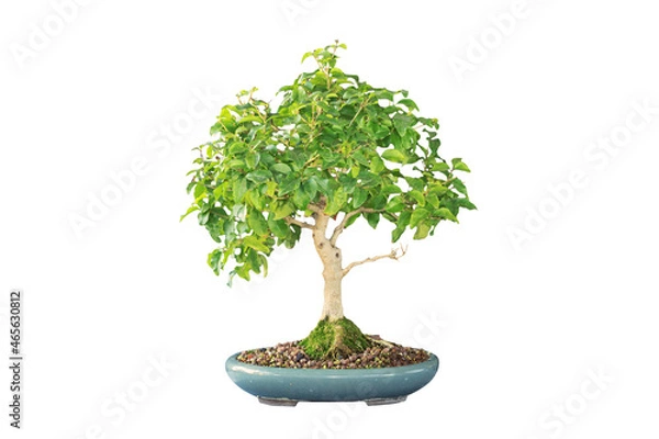 Fototapeta chinese privet bonsai isolated on dark background