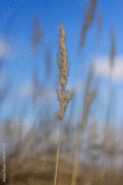 Obraz Yellow ears of corn against a blue sky