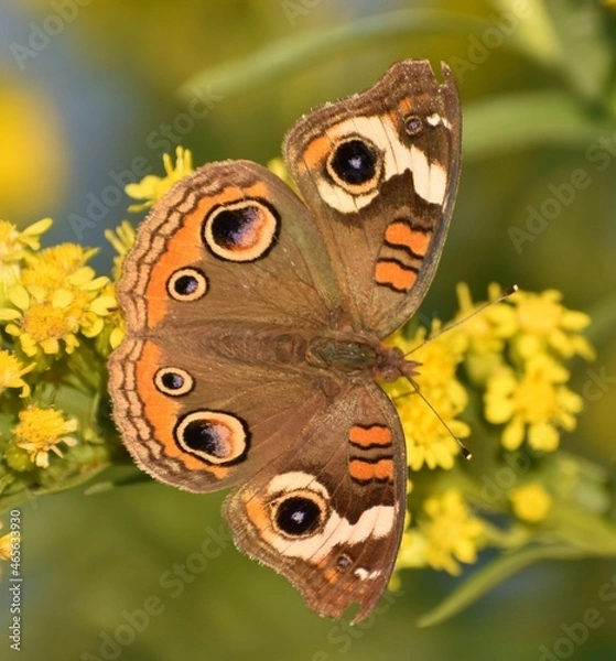 Obraz Buckeye butterfly