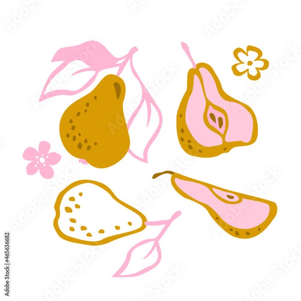 Obraz Vector pears illustration. Hand drawn vector set of decorative pears. Illustration with fruits.