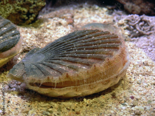 Obraz coquille saint-jacques