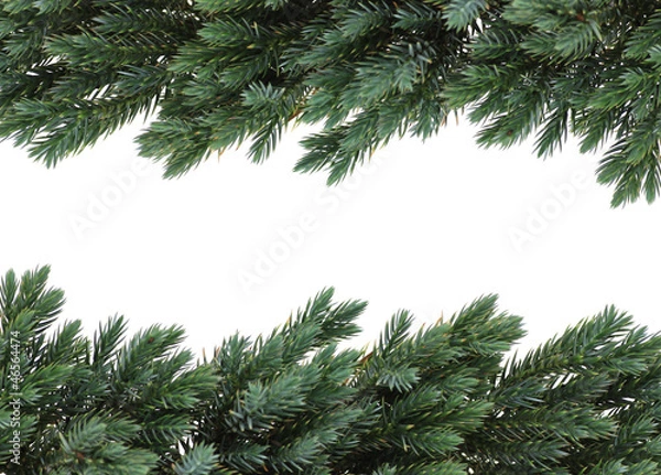 Obraz Birdsnest spruce