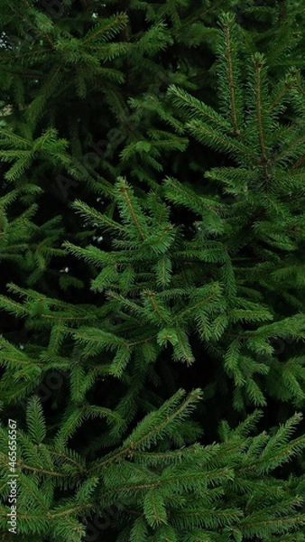 Obraz pine tree in the forest