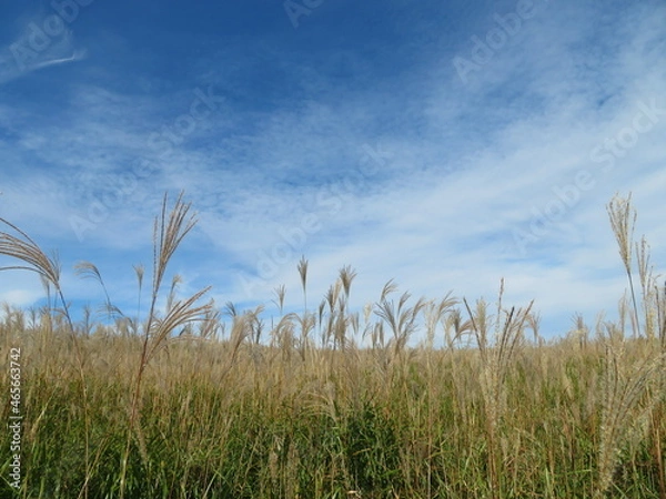 Fototapeta 曾爾高原