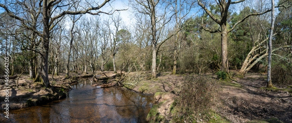 Fototapeta Riverside walk in the new forest woodland in winter