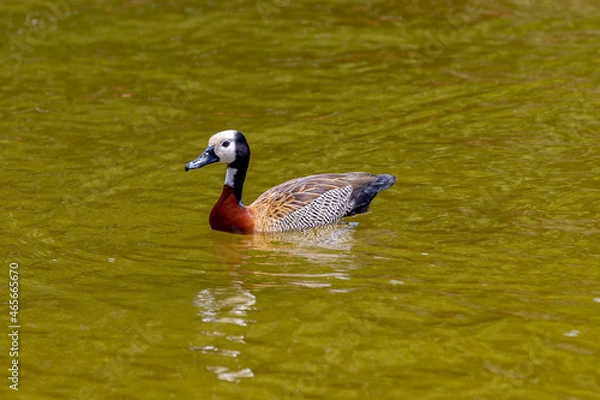 Fototapeta Typical South American wild duck known as "irerê", or white-faced duck in close-up