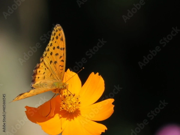Fototapeta ツマグロヒョウモンとコスモス