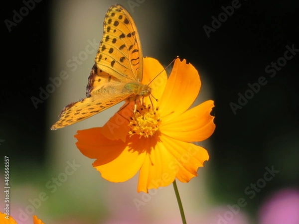 Fototapeta ツマグロヒョウモンとコスモス